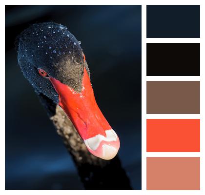 Head Black Swan Swan Image